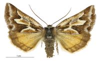 Declana glacialis (female). Geometridae: Ennominae. 