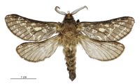 Aoraia senex (male). Hepialidae: . 