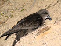 An adult grey-faced petrel. 