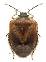 SIZE: 8-10 mm. COLOUR: Chocolate brown, with a distinctive pale band along sides of pronotum (dorsal plate of fore thorax).