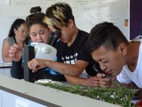 Students examining weeds using microscopes and hand lenses
