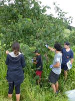 Students collecting brush wattle in the field