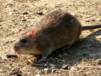 Norway rat: Norway rat (<em>Rattus norvegicus</em>)