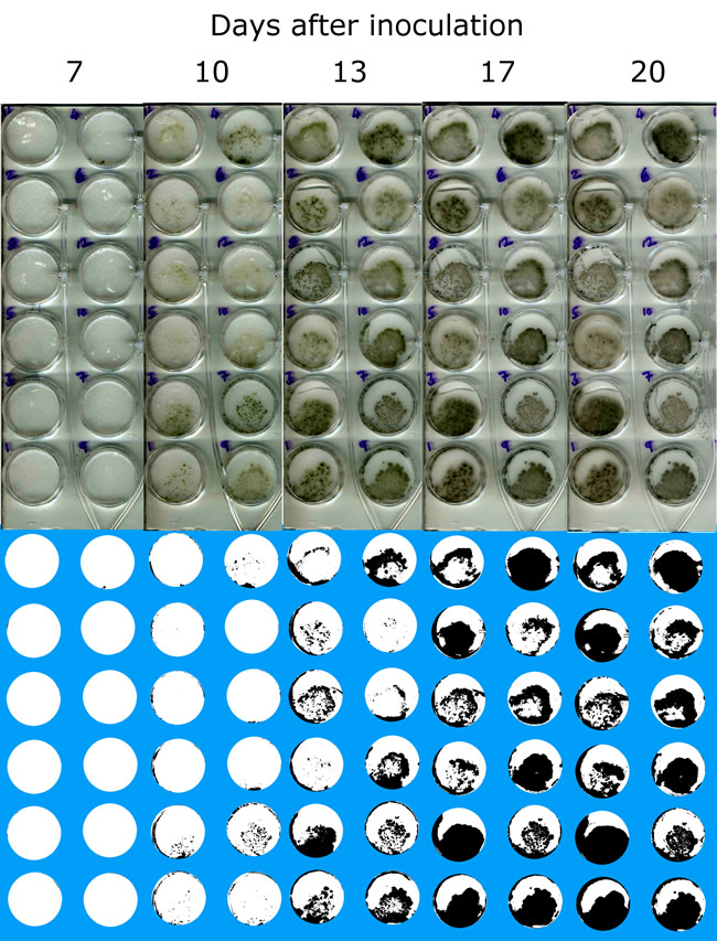 Twelve plates inoculated with the fungus Cladosporium sp. are shown in the top half of the figure, from 7 to 20 days after inoculation. The scanned images clearly show the growth of the fungus. These images have been converted to black and white in the bo