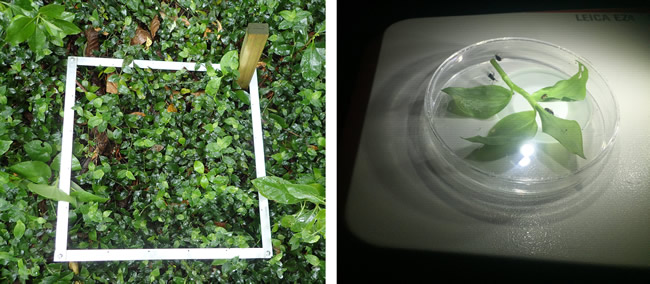 Marked area of Tradescantia (left) and tradescantia and biocontrol beetles in petri dish (right)