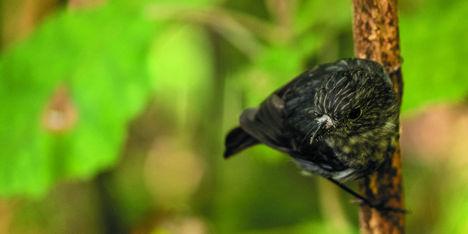 New Zealand robin, toutouwai, perches on a branch waiting for prey.