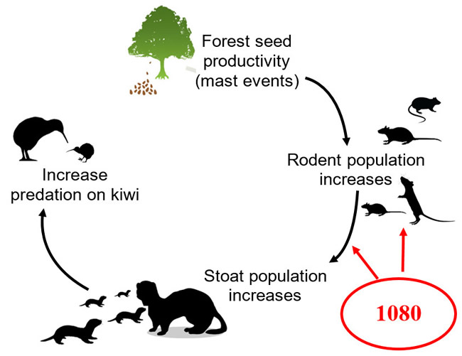 Figure 1. Illustration of the multi-trophic system that links forest production of beech seeds to rat and stoat population dynamics, which influence the level of predation on kiwi. 