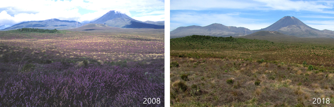 Tongariro National Park before (2008) and after (2018) biocontrol of heather.