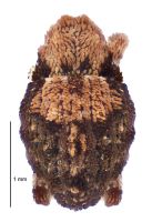 <h3 align=left><em>Rainacalles volens</em></h3>. <p align=left>Curculionidae: Curculioninae.<br>Endemic</p> 