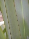Pango: leaf close-up