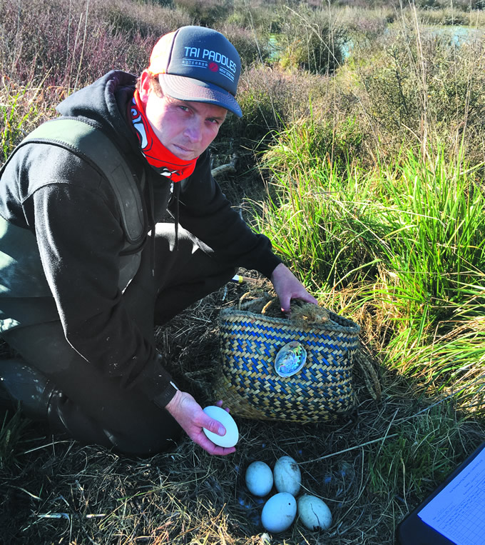 Craig Pauling (Ngāi Tahu tangata tiaki) collects black swan eggs as part of an annual harvest and research manipulation