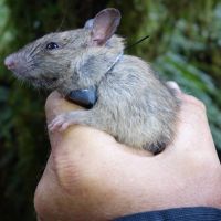 A radio transmitter attached to a wild ship rat.