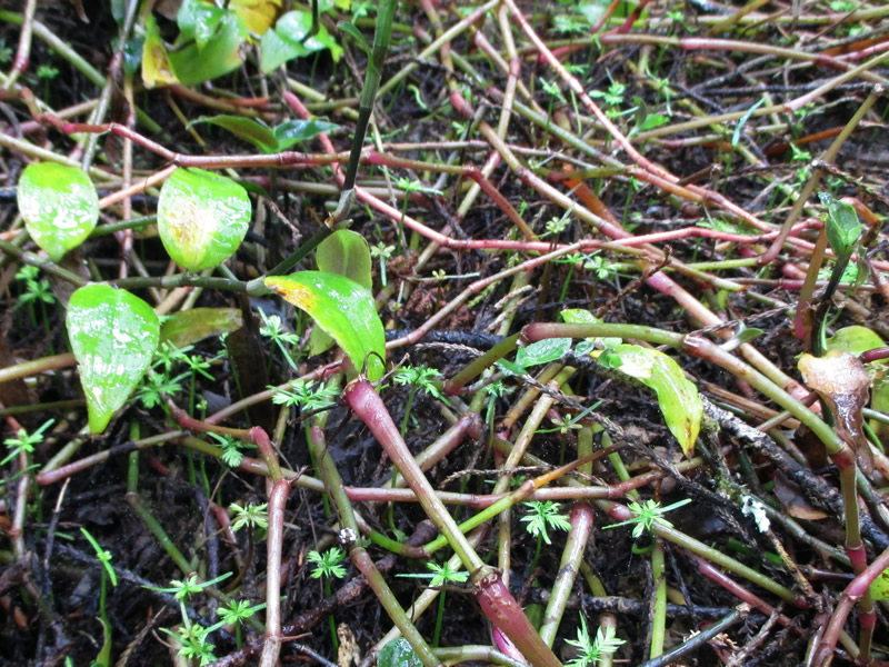 Yellow leaf spot fungus on tradescantia and native seedlings