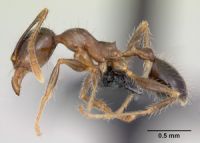 Minor worker, lateral view. Image - ANTWEB