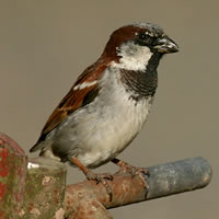male_house_sparrow
