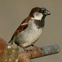 House sparrow (male)