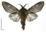 Adult male moth