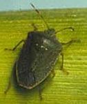 Adult green vegetable bug