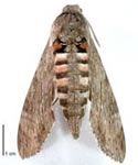 Adult kumara moth