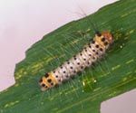 Larva of bamboo moth