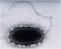 Electron micrograph of Pseudomonas with a single flagellum.