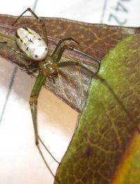 Horizontal orbweb spider. Image - Dru Burger