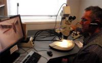 Remote microscopy session - Robert Hoare discussing forewing characters of a small, pinned moth.