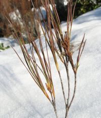 Details of inaka foliage showing leaf scars on twigs and seed capsules. Image - Peter Sweetapple