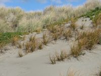 Pīngao in the foreground, marram grass on the dune crest with an introduced ice plant on the midslopes, on a foredune at South Brighton, Christchurch. Image - Peter Sweetapple