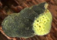 Sponge on Potamopyrgus snail