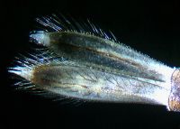 Pointed tail gills with long hairs