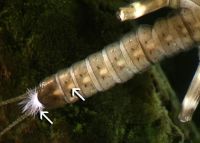 Pale abdominal markings and anal gills