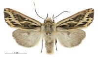 Graphania oliveri (male). Noctuidae: Noctuinae. 