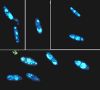 <em>Polyporus septosporus</em>: basidiospores from pileus surface, stained with DAPI and viewed by fluorescent light to show nuclei 