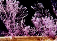 The filamentous red alga <em>Bostrychia</em>