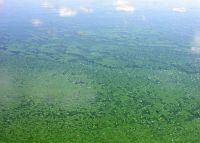 Potentially toxic blooms of planktonic/floating cyanobacteria <em>Microcystis</em>.
