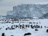 Adelie penguins, Cape Bird, Antarctica. Image - Phil Lyver