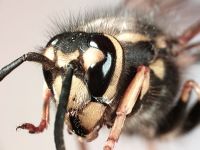 Eye of German wasp