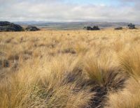 Grasslands dominated by indigenous tussock. Image - Grant Norbury.