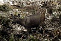 A female sambar deer at a camera-trap during a presence/absence field survey. Image - Department of Sustainability and Environment, Victoria.