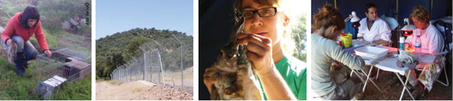 Restocking plot, predator-proof fence, and collecting blood samples from the study rabbits. Images - Alex Bertó and Carlos Rouco