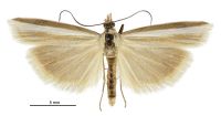 Orocrambus jansoni (male). Crambidae: Crambinae. Endemic