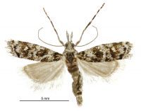 Gadira petraula (female). Crambidae: Crambinae. Endemic