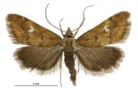 Glaucocharis helioctypa (male). Crambidae: Crambinae. Endemic