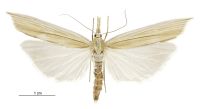 Orocrambus angustipennis (female). Crambidae: Crambinae. Endemic