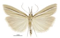 Orocrambus simplex (male). Crambidae: Crambinae. Endemic