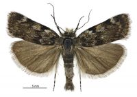 Tawhitia glaucophanes (male). Crambidae: Crambinae. Endemic