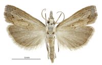 Culladia cuneiferellus (male). Crambidae: Crambinae. Adventive, established since 1999