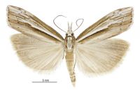 Orocrambus ramosellus (male). Crambidae: Crambinae. Endemic