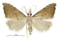 Glaucocharis bipunctella (male). Crambidae: Crambinae. Endemic